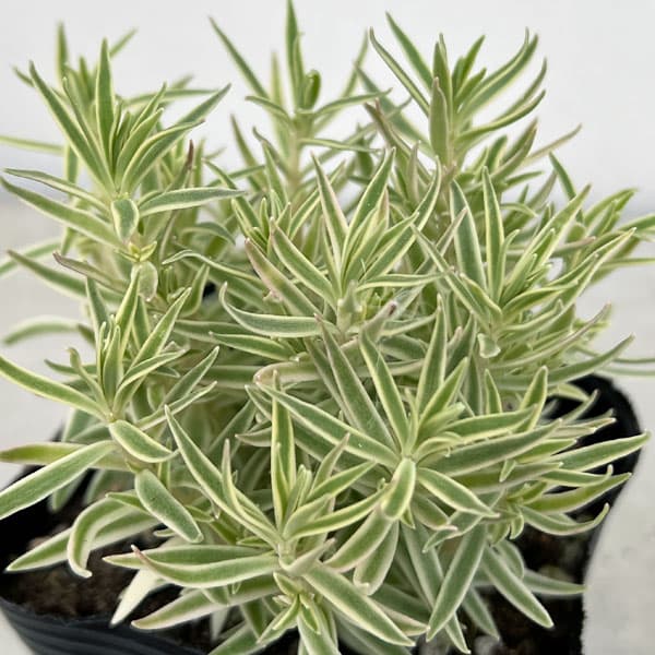 観葉植物 セダム フクリンマンネングサ3号ポットの詳細画像2
