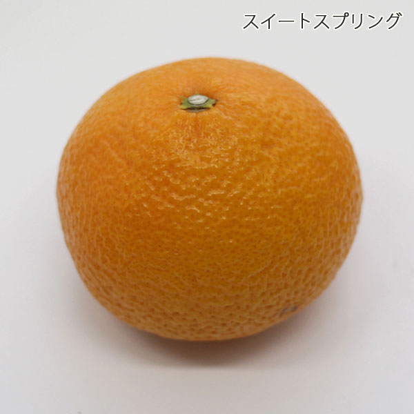 翔  ！河内みかん スイートスプリング ミニトマト セット スイートスプリング | のま果樹園
