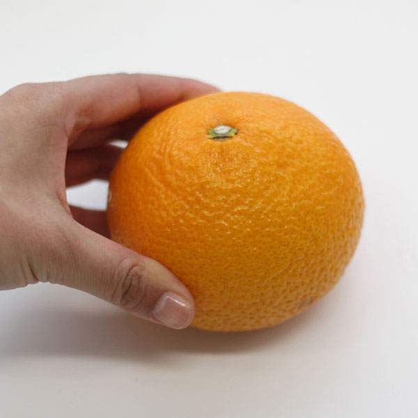 果樹の苗 ミカン スイートスプリング3号ポットの詳細画像3