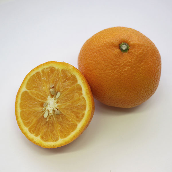 果樹の苗 ミカン スイートスプリング3号ポットの詳細画像4