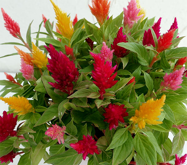 草花の苗 セロシア(ケイトウ・鶏頭) キモノ花...の詳細画像4