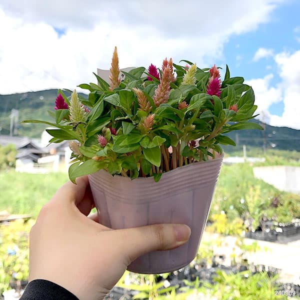 草花の苗 セロシア(ケイトウ・鶏頭) キモノ花...の詳細画像1