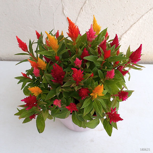 草花の苗 セロシア(ケイトウ・鶏頭) キモノ花...の詳細画像3