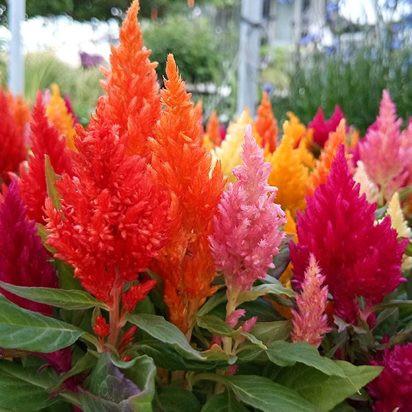草花の苗 セロシア(ケイトウ・鶏頭) キモノ花...の詳細画像5