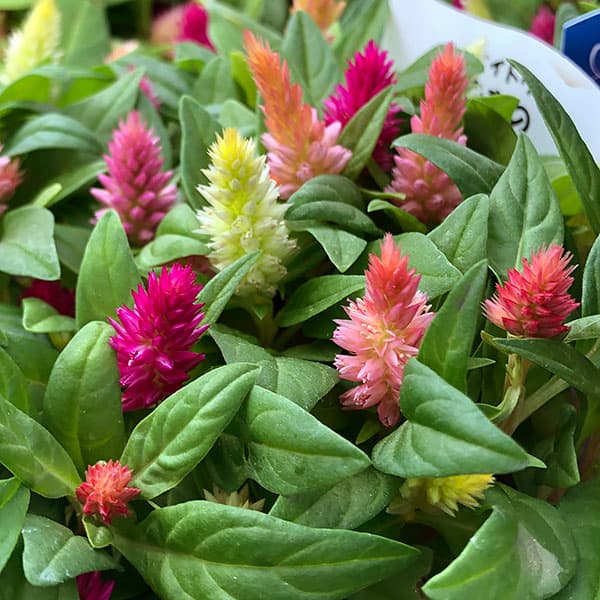 草花の苗 セロシア(ケイトウ・鶏頭) キモノ花...の詳細画像2