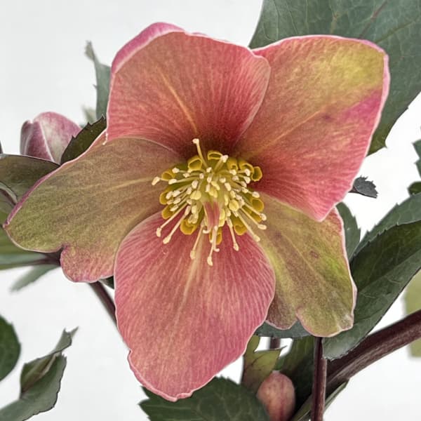 クリスマスローズのおすすめ人気商品一覧 通販 - Yahoo!ショッピング