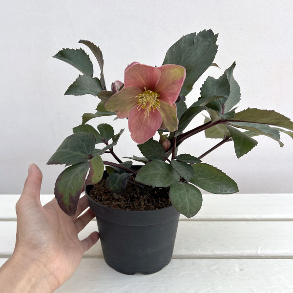 園芸ネットクリスマスローズの苗のおすすめ人気商品一覧 通販 - Yahoo