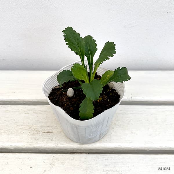 草花の苗 スカビオサ スノーメイデン3.5号ポット*の詳細画像1