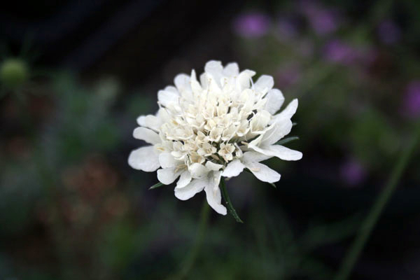 草花の苗 スカビオサ スノーメイデン3.5号ポット*の詳細画像2