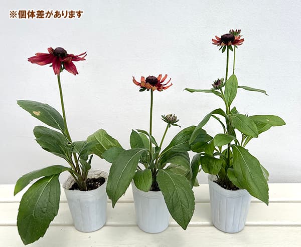 キンリョウヘン（花の苗）｜苗 | 花、ガーデニング の商品一覧 通販