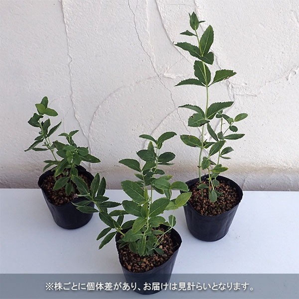 山野草の苗 キキョウ(桔梗) フジブルー(紫花...の詳細画像3