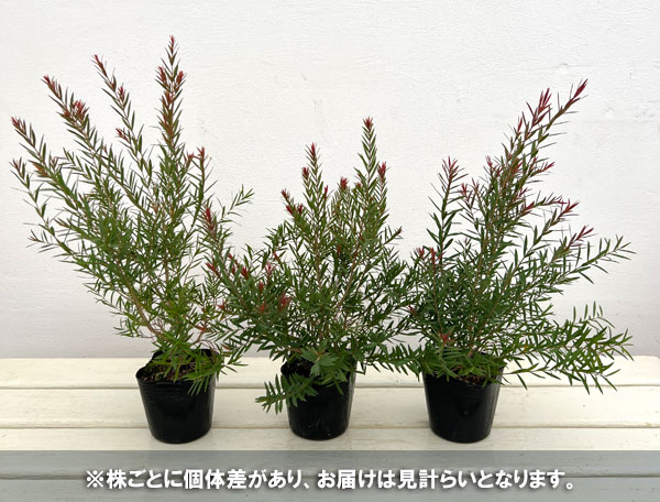 花木 庭木の苗 メラレウカ レッドジェム3号ポ...の詳細画像3