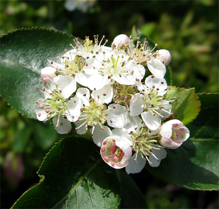 果樹の苗 アロニア（チョコベリー） バイキング3.5号ポット : 園芸