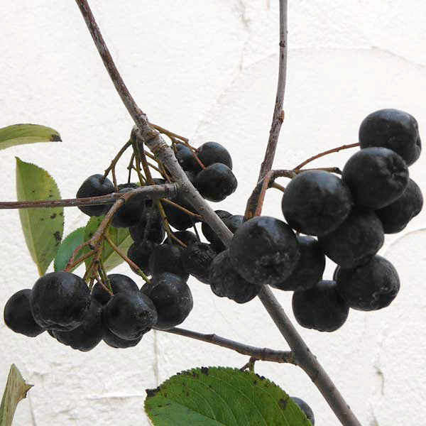 果樹の苗 アロニア（チョコベリー） バイキング3.5号ポット : 園芸