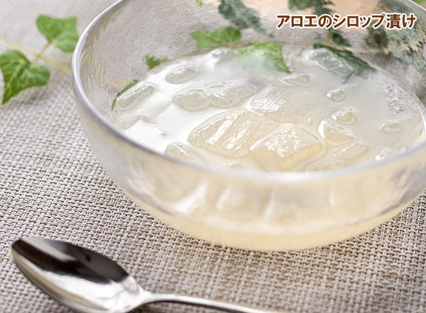ハーブの苗 キダチアロエ(木立アロエ)5号鉢植えの詳細画像4
