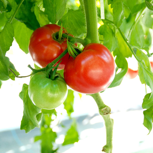 野菜の苗 トマト ホーム桃太郎自根苗3号ポットの詳細画像2