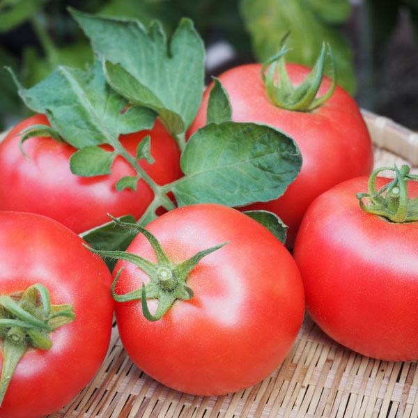 野菜の苗 トマト ホーム桃太郎自根苗3号ポットの詳細画像3