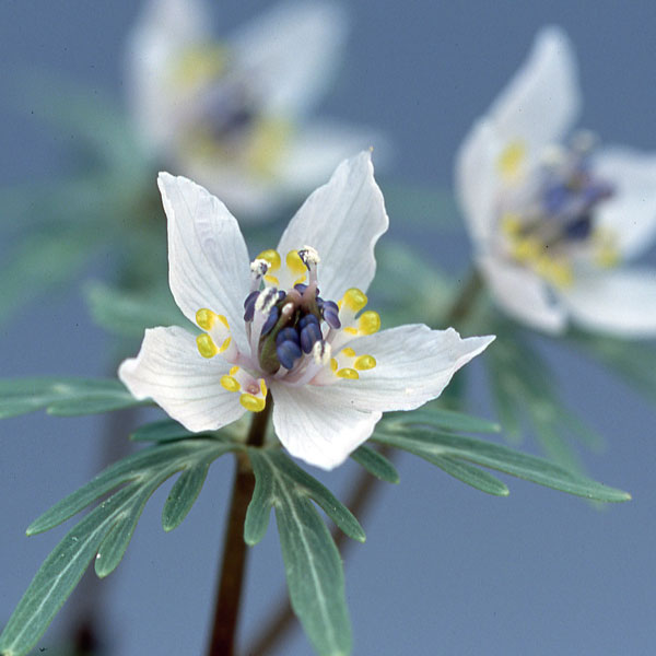 セツブンソウのおすすめ人気商品一覧 通販 - Yahoo!ショッピング