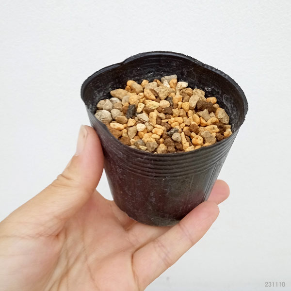 山野草の苗 セツブンソウ(節分草)2.5号ポットの詳細画像3