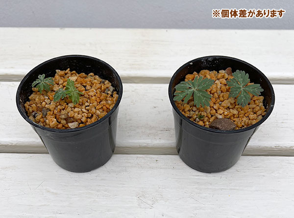 山野草の苗 セツブンソウ(節分草)2.5号ポットの詳細画像2