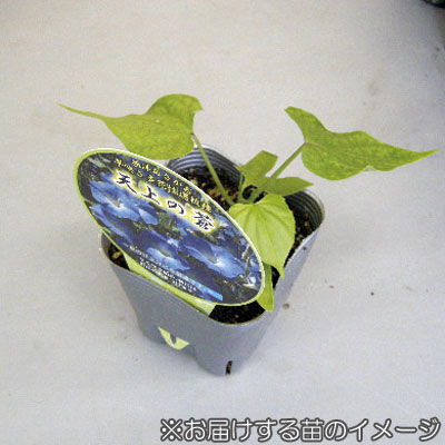 草花の苗 (わけあり特価)アサガオ(イポメア)...の詳細画像1