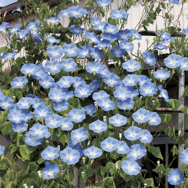 草花の苗 (わけあり特価)アサガオ(イポメア)...の詳細画像4