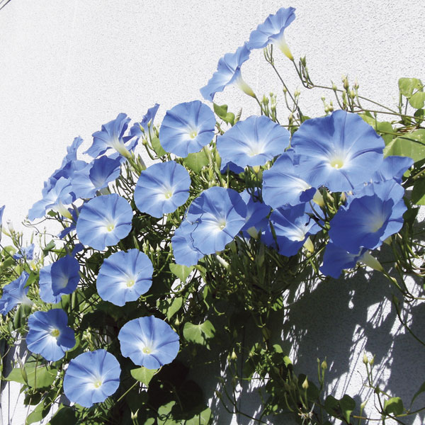 草花の苗 (わけあり特価)アサガオ(イポメア)...の詳細画像2