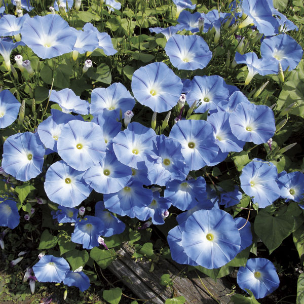 草花の苗 (わけあり特価)アサガオ(イポメア)...の詳細画像3