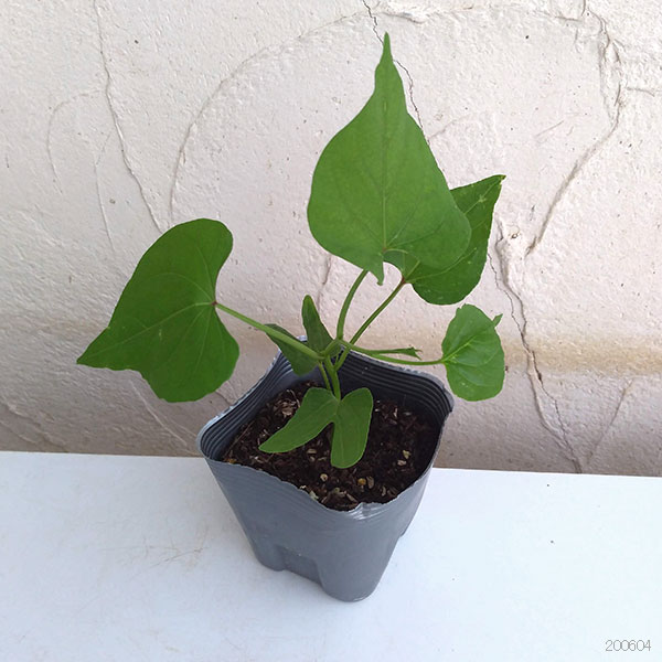 草花の苗 (わけあり特価)アサガオ(イポメア)...の詳細画像5