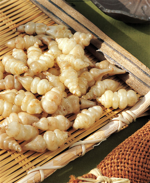 野菜の苗 チョロギ 野菜球根パック 10球入り |  | 05