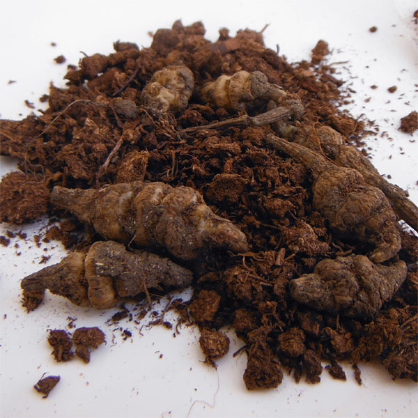 野菜の苗 チョロギ 野菜球根パック 10球入り |  | 02