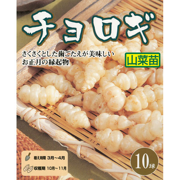 野菜の苗 チョロギ 野菜球根パック 10球入り |  | 04