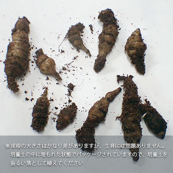 野菜の苗 チョロギ 野菜球根パック 10球入り |  | 03