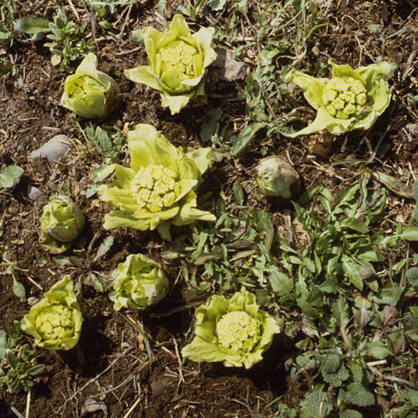 野菜の苗 ふきのとう（フキ・蕗） 野菜球根パック 1株 |  | 03
