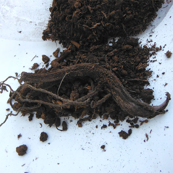 野菜の苗 ふきのとう（フキ・蕗） 野菜球根パック 1株 |  | 02