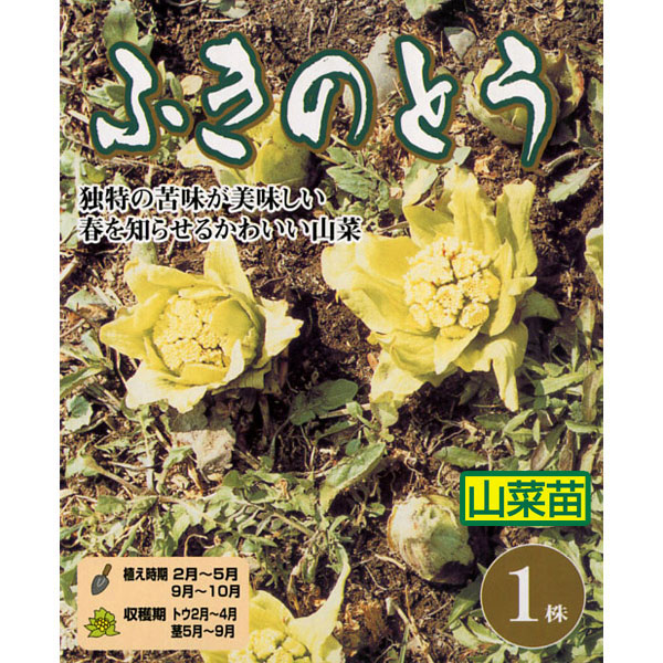 野菜の苗 ふきのとう（フキ・蕗） 野菜球根パック 1株 |  | 04