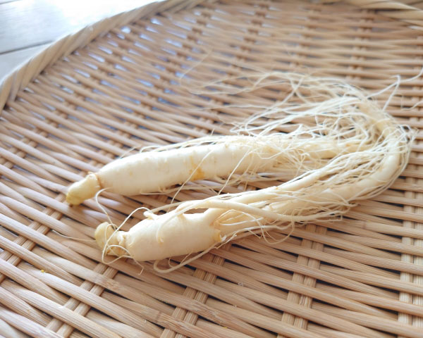 野菜の苗 (わけあり特価)朝鮮人参(チョウセン...の詳細画像5
