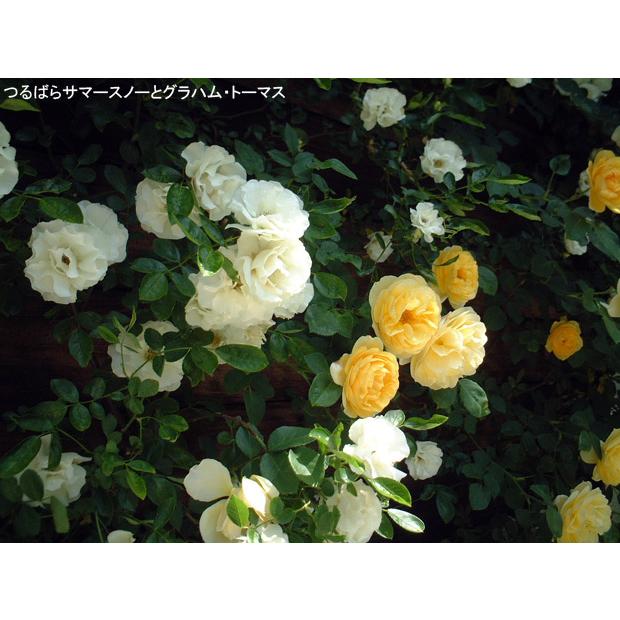 バラの苗/つるバラ：サマースノー6号鉢植え｜engei｜09