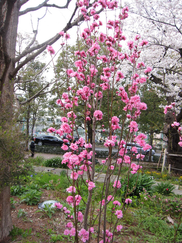 桃の木（苗木、植木）の商品一覧 | 花、ガーデニング 通販 - Yahoo