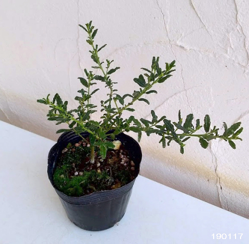 花木 庭木の苗 セアノサス パシフィックブルー4号ポット |  | 01