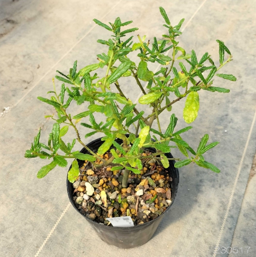 花木 庭木の苗 セアノサス パシフィックブルー4号ポット |  | 03