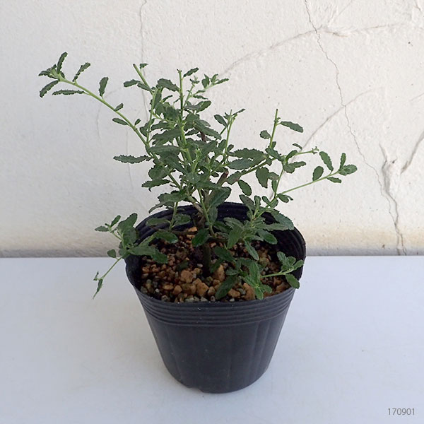 花木 庭木の苗 セアノサス パシフィックブルー4号ポット |  | 02