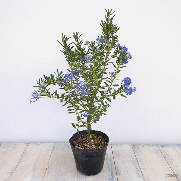 花木 庭木の苗 セアノサス パシフィックブルー4号ポット |  | 05