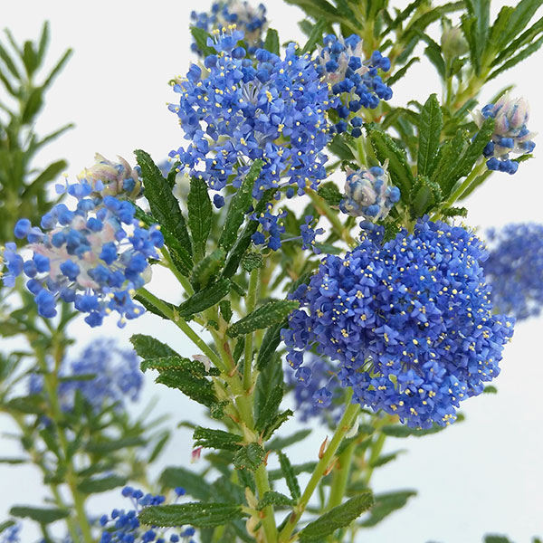 花木 庭木の苗 セアノサス パシフィックブルー4号ポット |  | 07