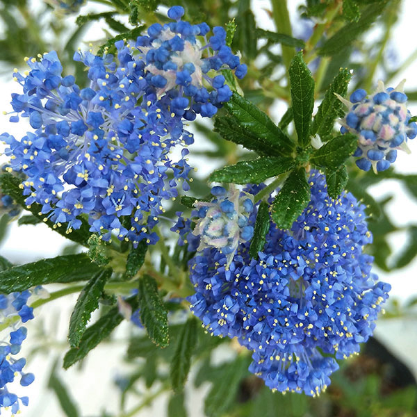 花木 庭木の苗 セアノサス パシフィックブルー4号ポット |  | 08