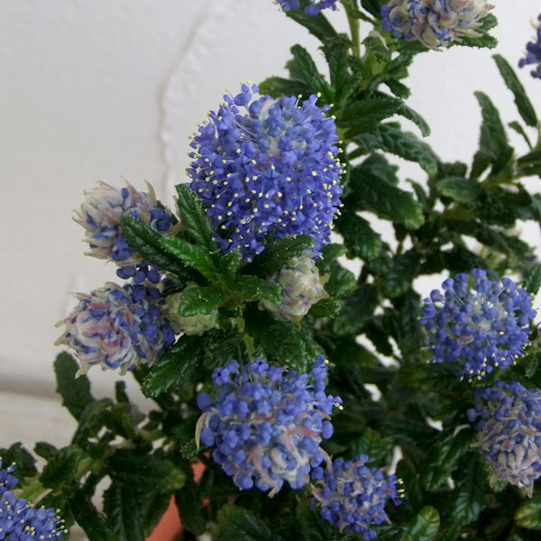 花木 庭木の苗 セアノサス パシフィックブルー4号ポット |  | 09