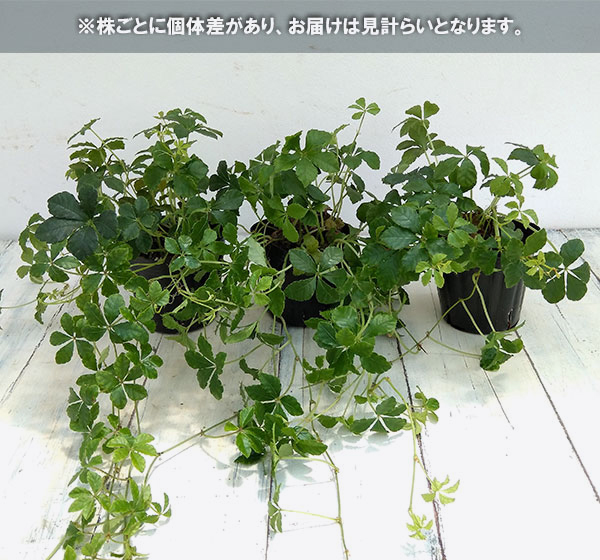 観葉植物 パセノシッサスシュガーバイン 3号ポット苗2株セット - 花