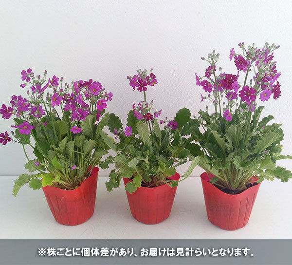 草花の苗 プリムラ マラコイデス うぐいすレッ...の詳細画像3