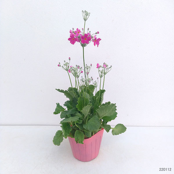 草花の苗 プリムラ マラコイデス うぐいすロー...の詳細画像1