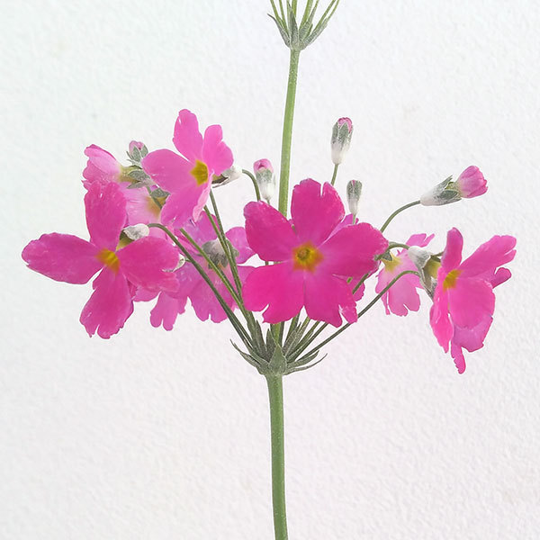 草花の苗 プリムラ マラコイデス うぐいすロー...の詳細画像2